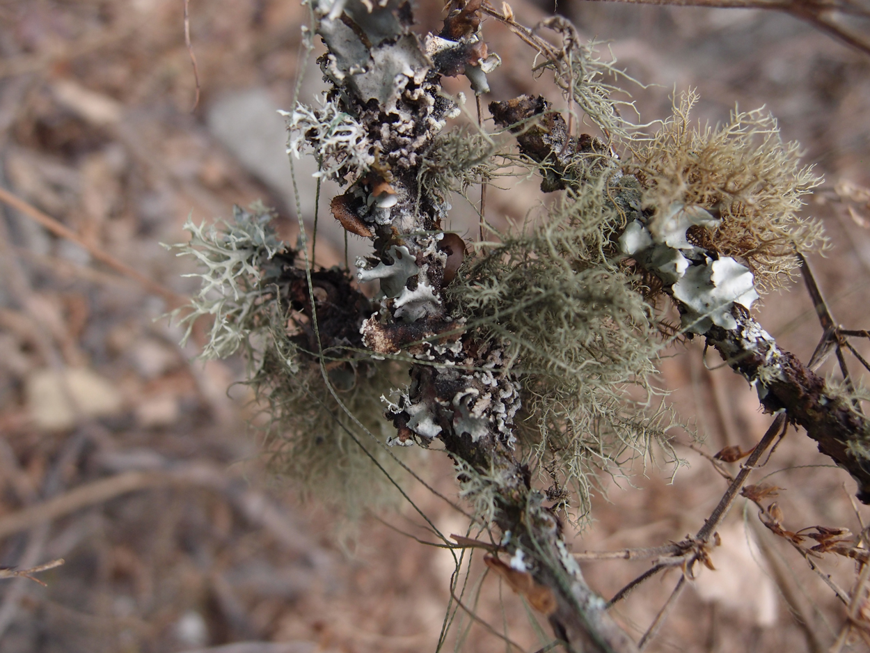 2018-01-16 12 Uhr - Im Shivapuri Nagarjun National Park (Nagi Gumba) (Foto) 